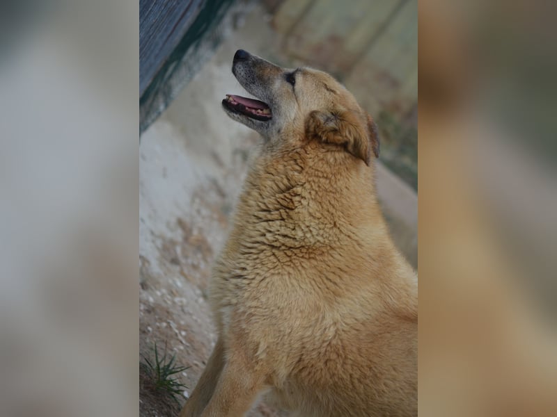 Saphira (Herdenschutzhund Mischling), ca. 2019 geboren, gut verträgliche Hündin, sehr lieb