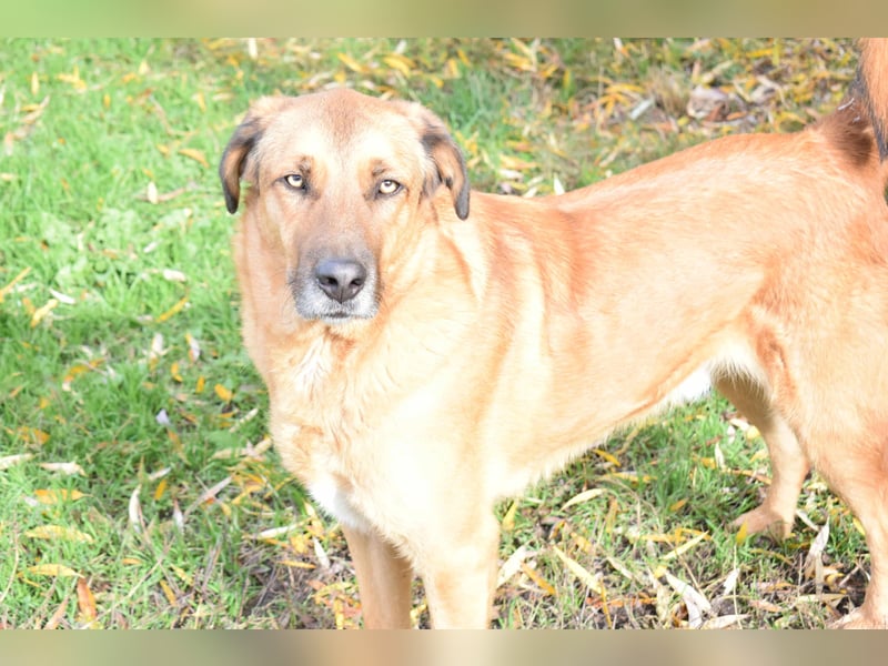 Eine sanfte große Hundeseele: RONNIE, ca. 2022 geboren, geht super an der Leine, verträglich, lieb