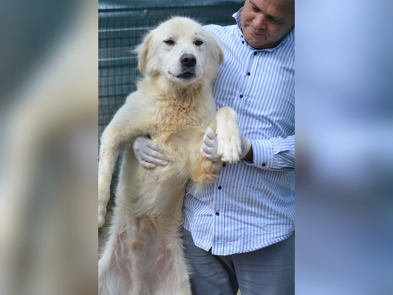 Hawk, ca. 2022 geboren, sucht ein Zuhause mit Garten