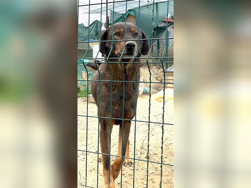 „Curry“, geb. ca. 2022, sehr lieb, menschenbezogen und anhänglich, ruhiges Wesen