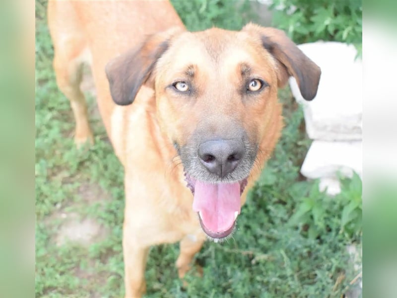 Eine sanfte große Hundeseele: RONNIE, ca. 2022 geboren, geht super an der Leine, verträglich, lieb