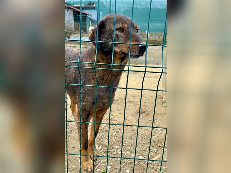 „Curry“, geb. ca. 2022, sehr lieb, menschenbezogen und anhänglich, ruhiges Wesen