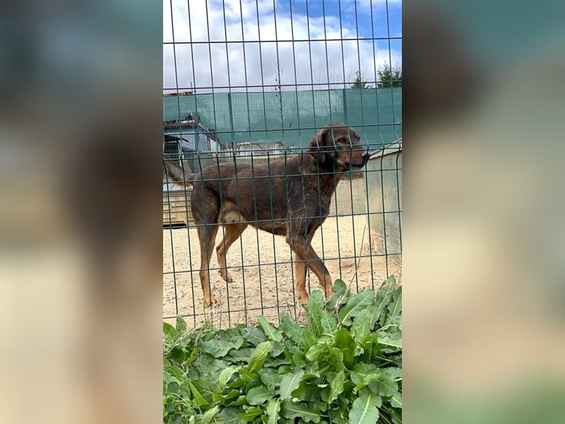 „Curry“, geb. ca. 2022, sehr lieb, menschenbezogen und anhänglich, ruhiges Wesen