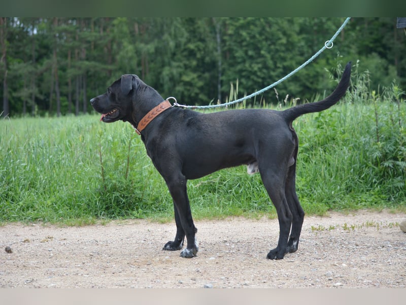 Hugo, ein Kumpel der mit seinen Menschen durch dick und dünn geht, SEHR verschmust!