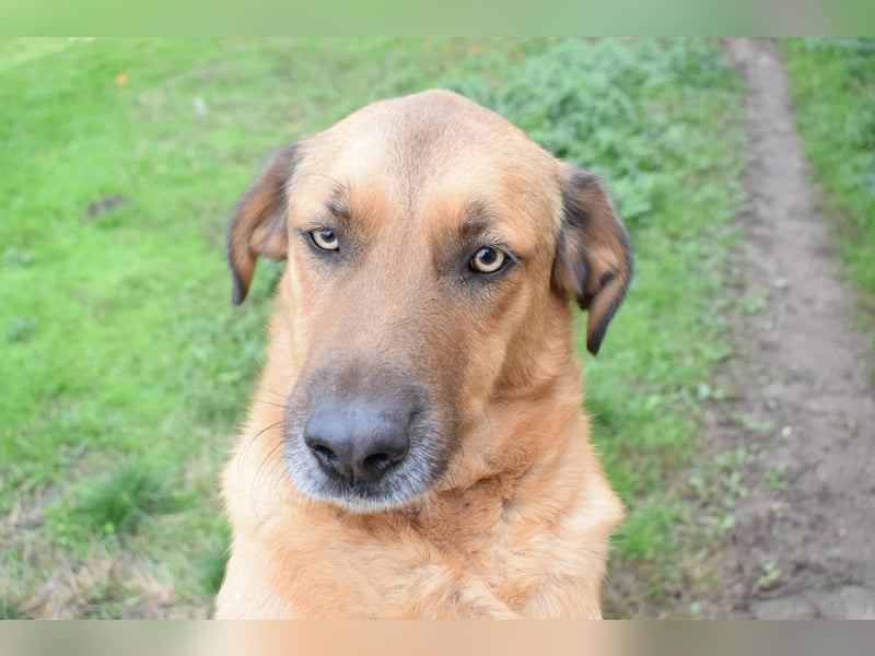 Eine sanfte große Hundeseele: RONNIE, ca. 2022 geboren, geht super an der Leine, verträglich, lieb