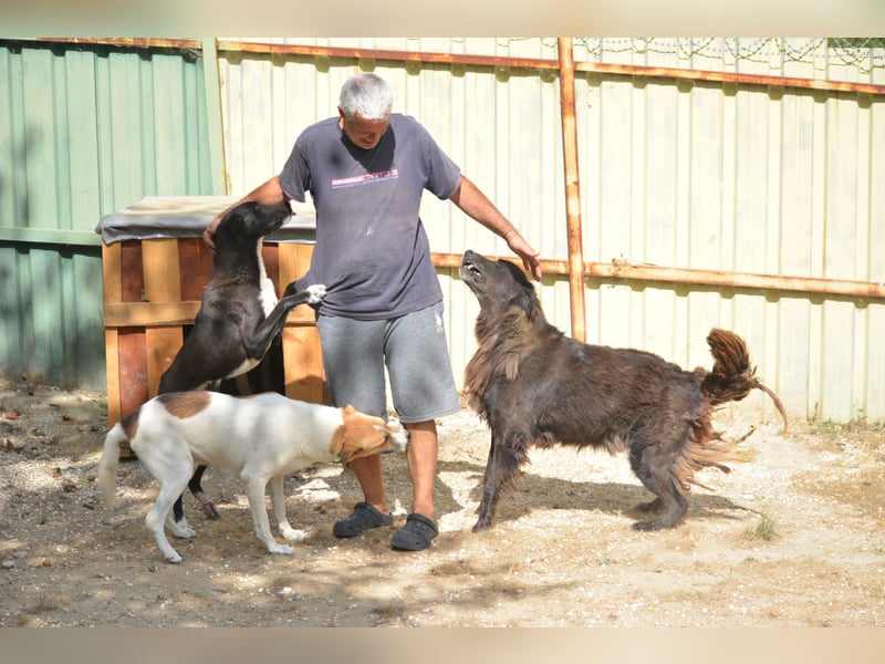 „Captain“, sehr lieber Rüde, ca. 2023 geboren, gut verträglich