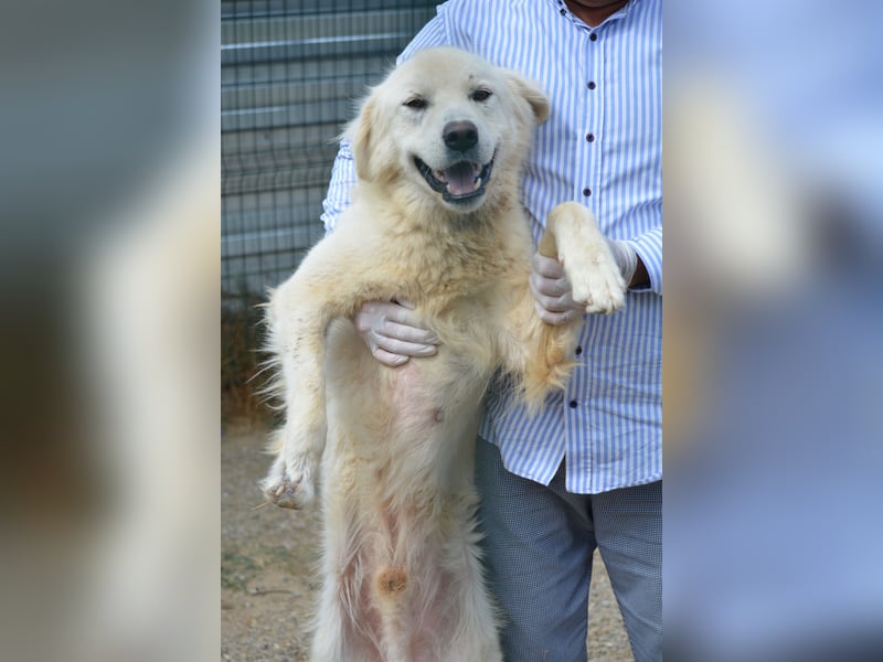 Hawk, ca. 2022 geboren, sucht ein Zuhause mit Garten