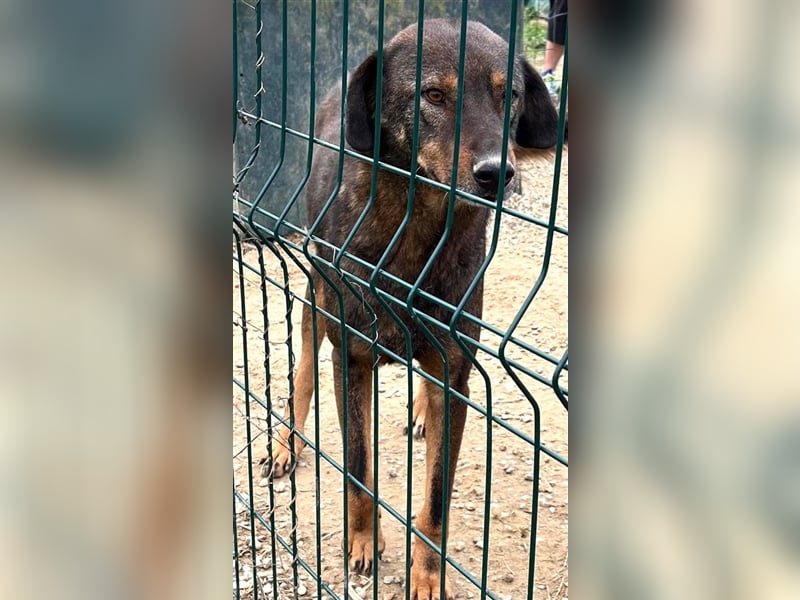 „Curry“, geb. ca. 2022, sehr lieb, menschenbezogen und anhänglich, ruhiges Wesen