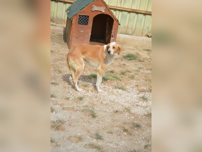 Kanosch, ca. 2022 geboren, gut verträglich, noch zurückhaltend