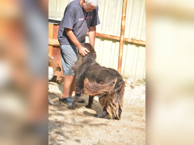 „Captain“, sehr lieber Rüde, ca. 2023 geboren, gut verträglich