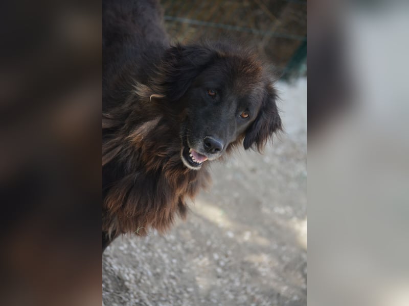 „Captain“, sehr lieber Rüde, ca. 2023 geboren, gut verträglich