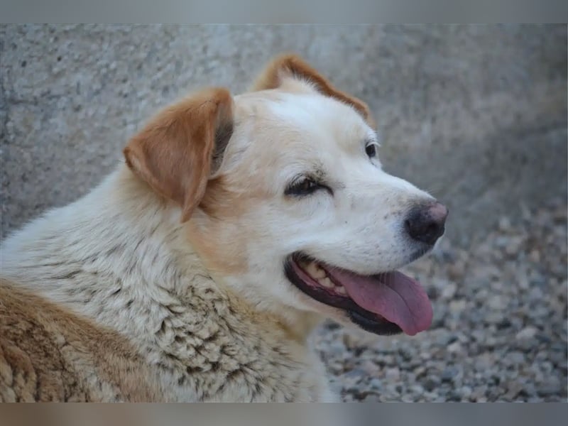 „Marley“, geb. ca. 2020, sehr lieb, ein Beinchen wurde ihm mit dem Messer abgetrennt von Tierquälern