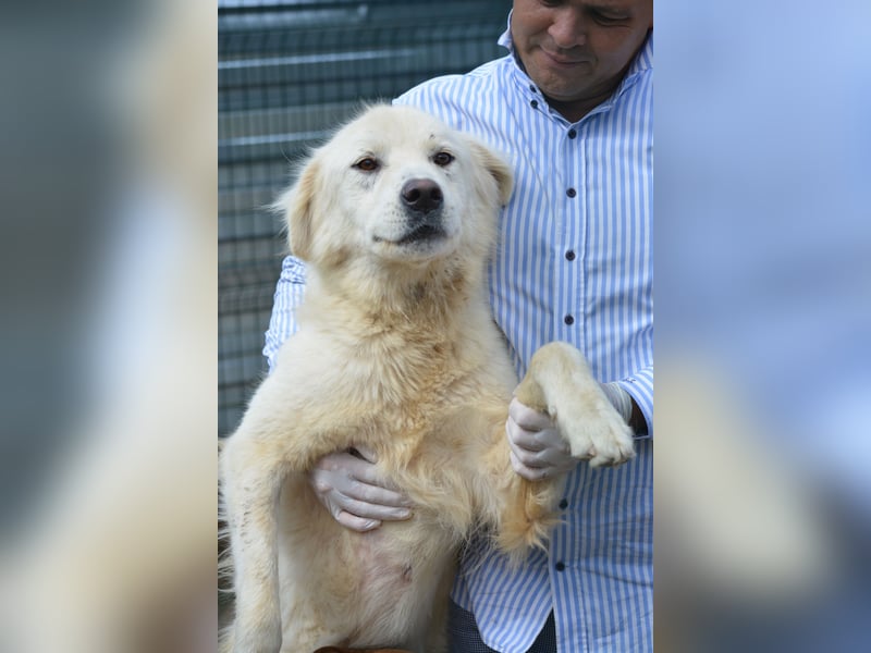 Hawk, ca. 2022 geboren, sucht ein Zuhause mit Garten