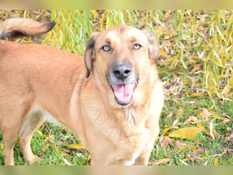 Eine sanfte große Hundeseele: RONNIE, ca. 2022 geboren, geht super an der Leine, verträglich, lieb