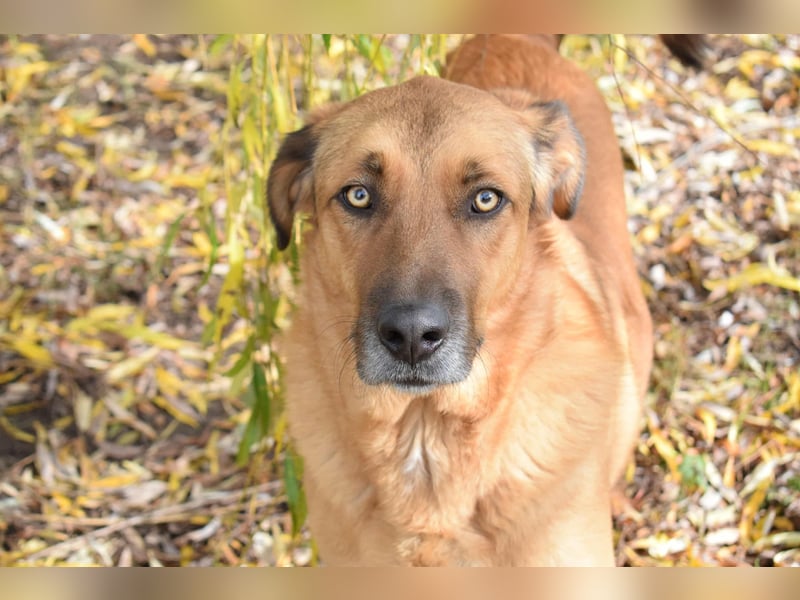 Eine sanfte große Hundeseele: RONNIE, ca. 2022 geboren, geht super an der Leine, verträglich, lieb