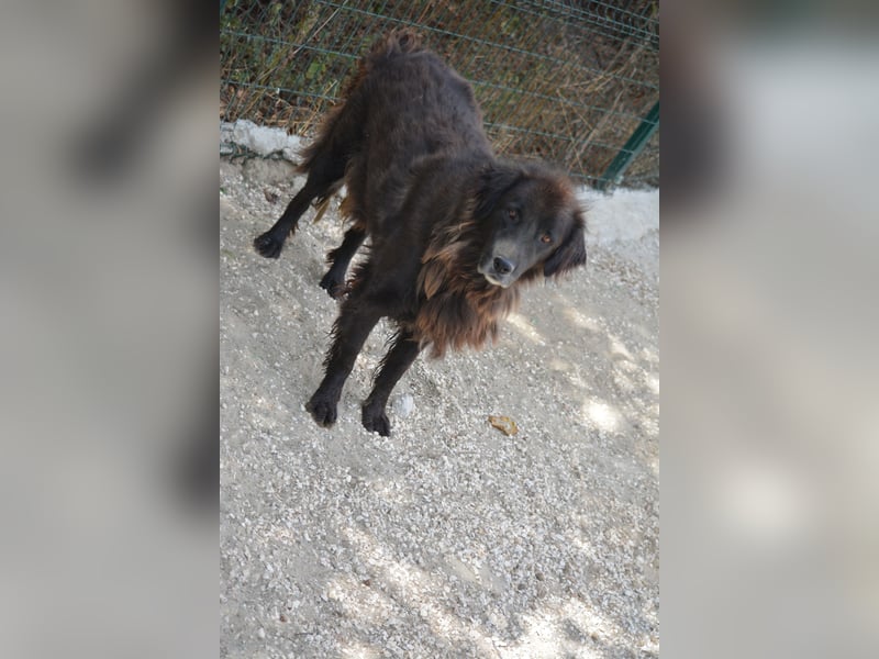 „Captain“, sehr lieber Rüde, ca. 2023 geboren, gut verträglich