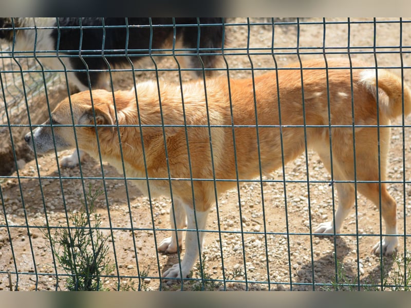 Panina, ca. 2019 geboren, sucht ein ruhiges Zuhause