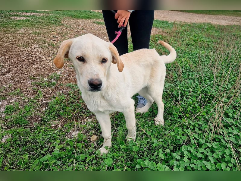 Taray - Junghund sucht sein Körbchen