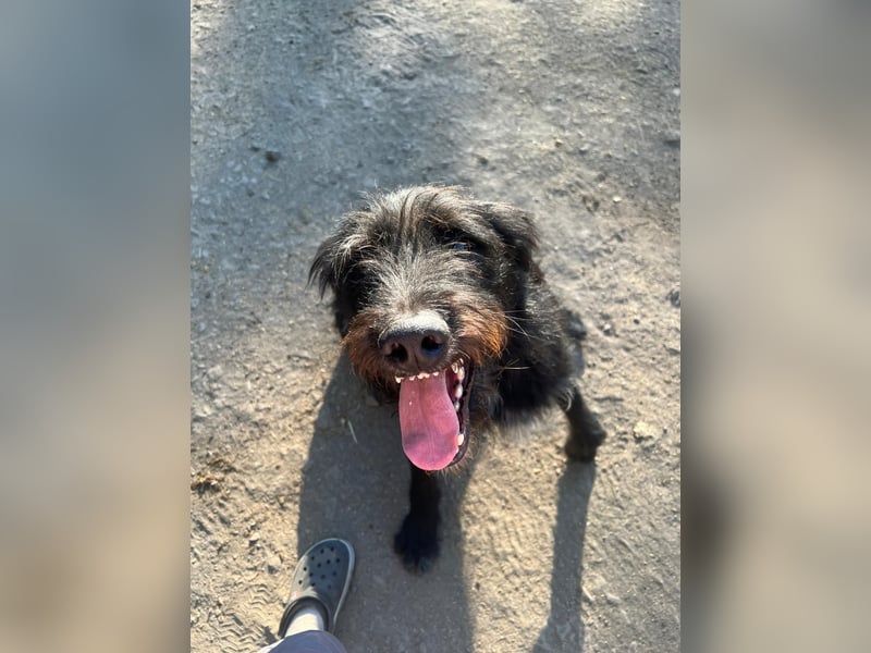 Malagueño  sanfter Riese auf Körbchensuche Malagueño  sanfter Riese auf Körbchensuche