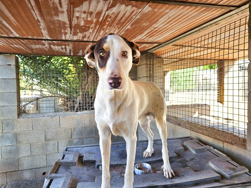 Sabao ein wundervoller Kumpel