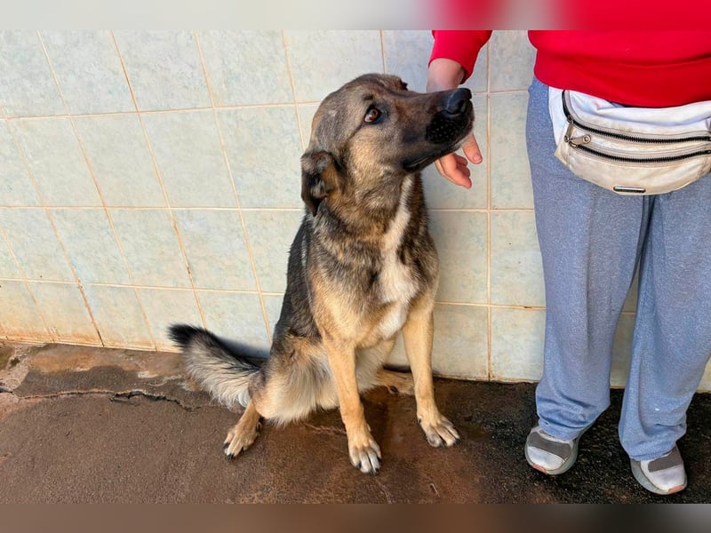 Goku - Volltreffer ins Herz