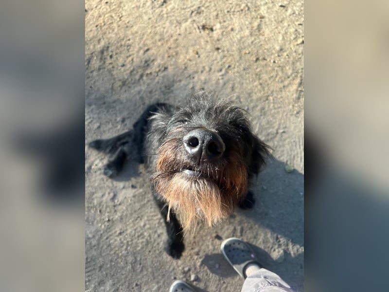 Malagueño  sanfter Riese auf Körbchensuche Malagueño  sanfter Riese auf Körbchensuche