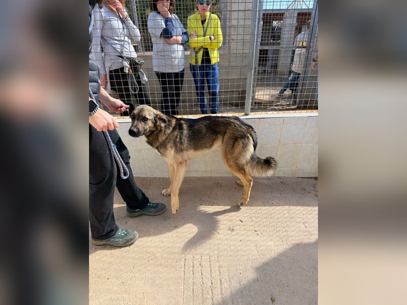 Goku - Volltreffer ins Herz