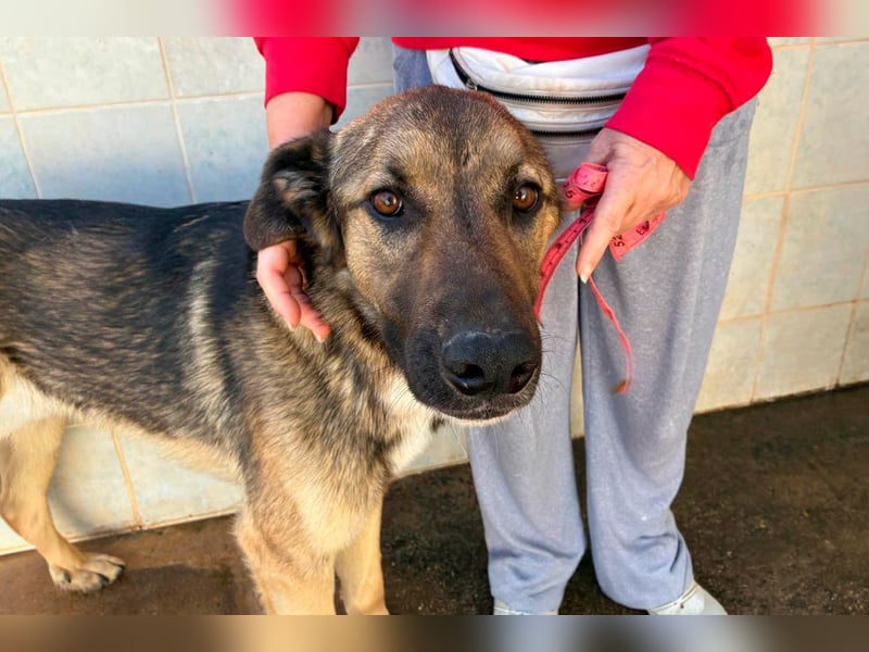 Goku - Volltreffer ins Herz