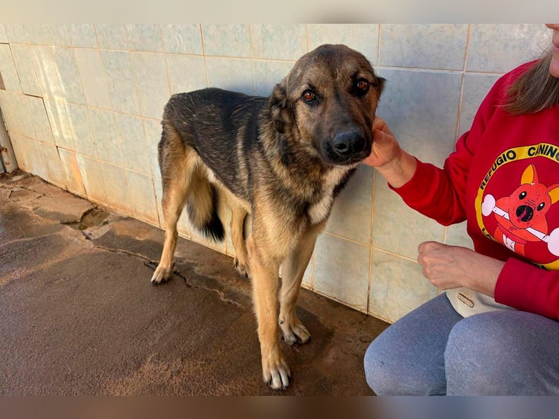 Goku - Volltreffer ins Herz