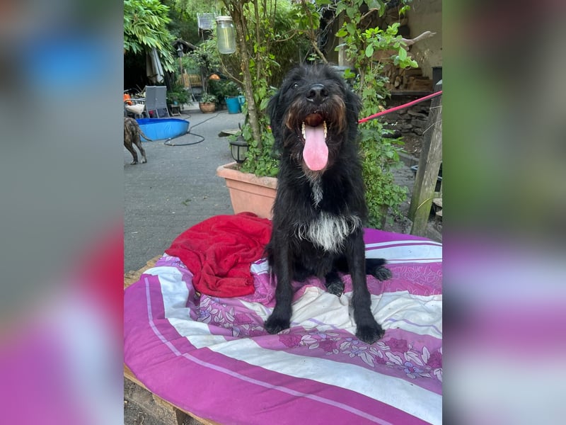 Malagueño  sanfter Riese auf Körbchensuche Malagueño  sanfter Riese auf Körbchensuche