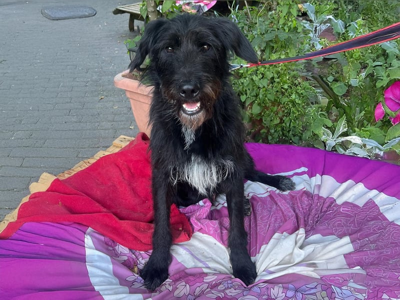 Malagueño  sanfter Riese auf Körbchensuche Malagueño  sanfter Riese auf Körbchensuche