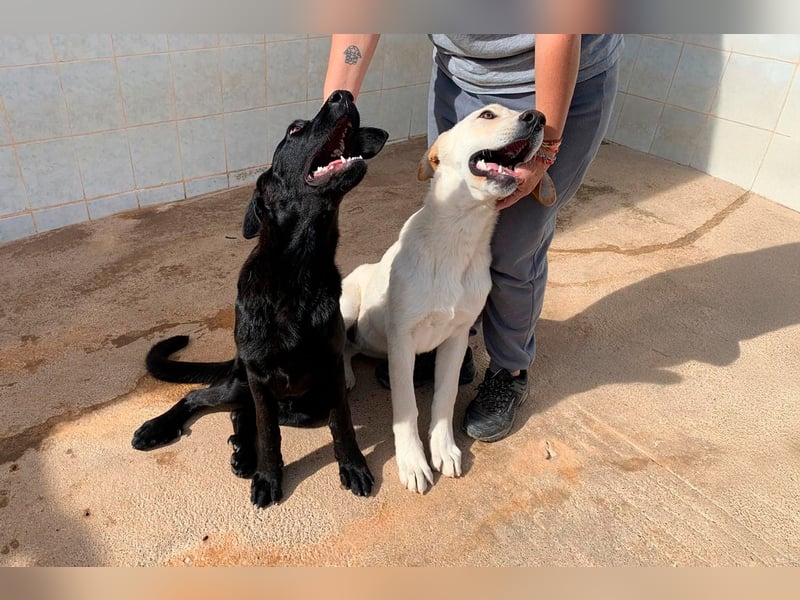 Taray - Junghund sucht sein Körbchen