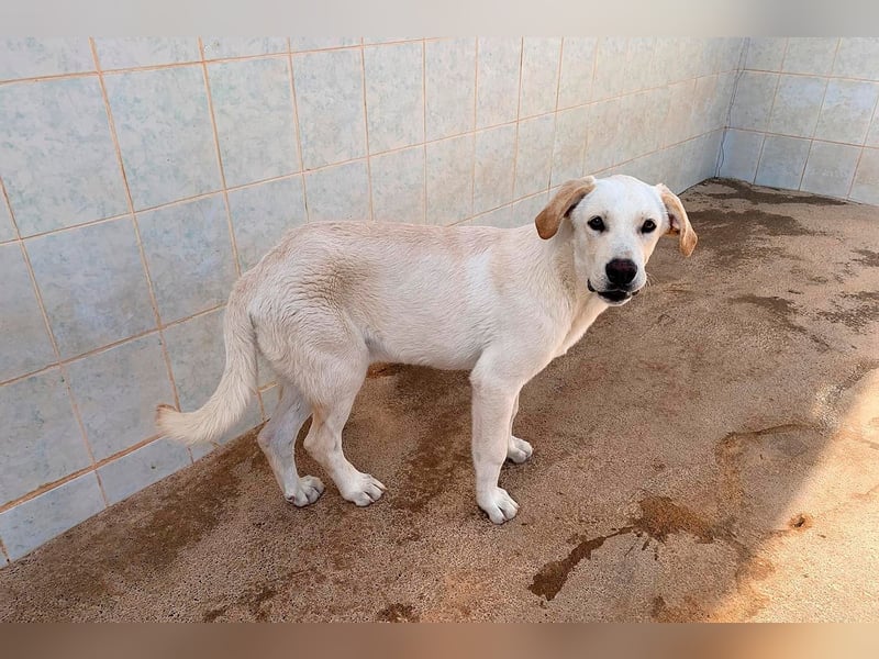 Taray - Junghund sucht sein Körbchen