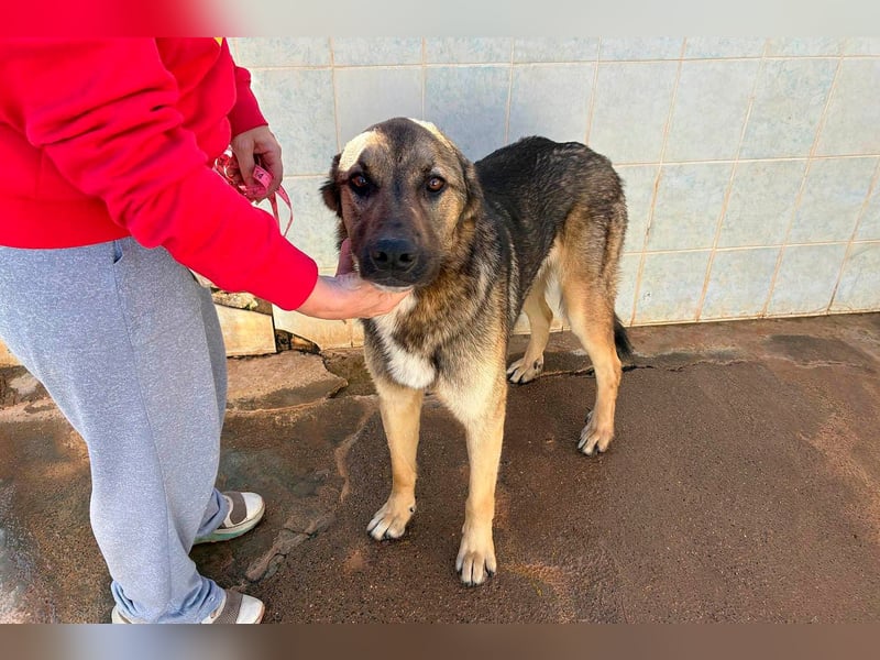 Goku - Volltreffer ins Herz