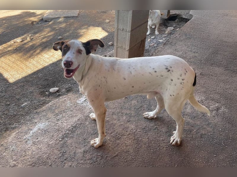 Sabao ein wundervoller Kumpel