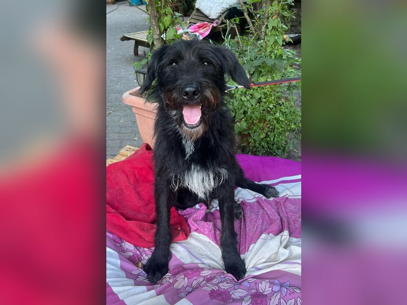 Malagueño  sanfter Riese auf Körbchensuche Malagueño  sanfter Riese auf Körbchensuche