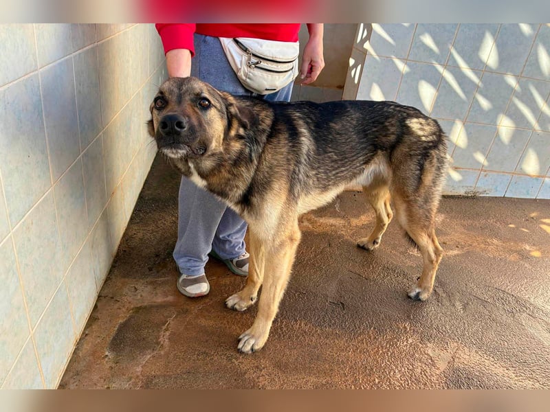 Goku - Volltreffer ins Herz