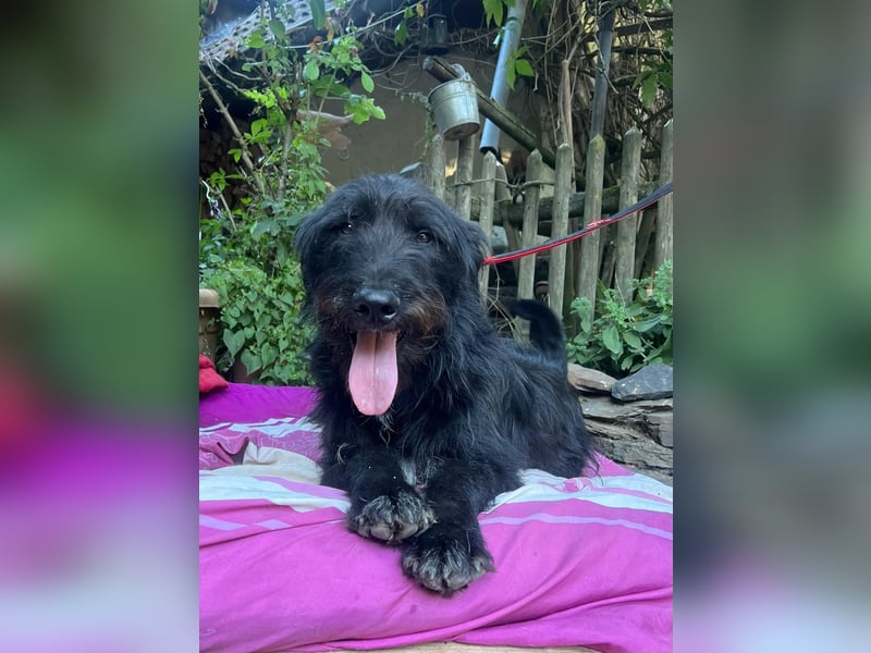 Malagueño  sanfter Riese auf Körbchensuche Malagueño  sanfter Riese auf Körbchensuche