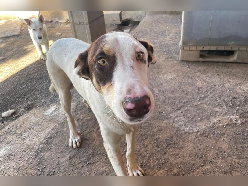 Sabao ein wundervoller Kumpel