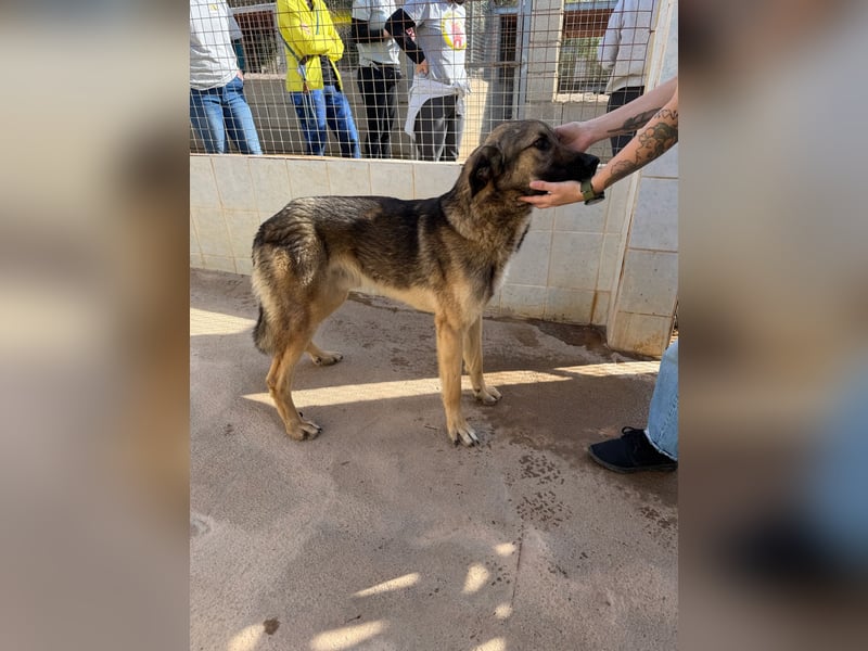 Goku - Volltreffer ins Herz