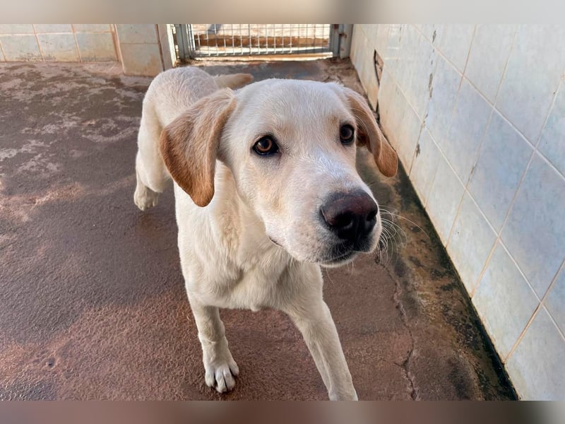 Taray - Junghund sucht sein Körbchen