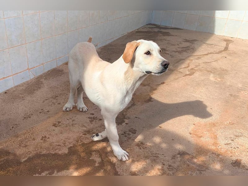 Taray - Junghund sucht sein Körbchen