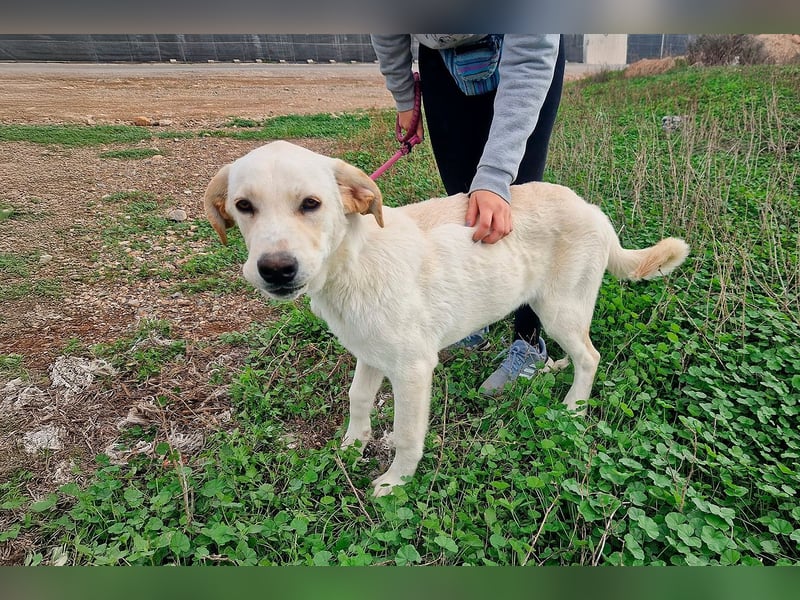 Taray - Junghund sucht sein Körbchen