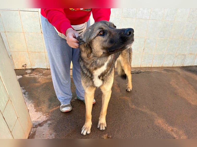 Goku - Volltreffer ins Herz