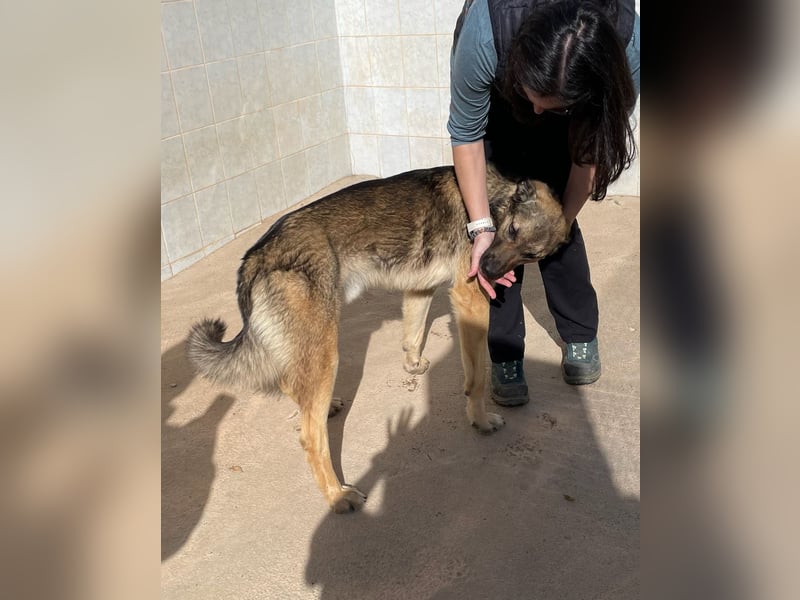 Goku - Volltreffer ins Herz