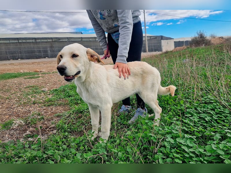 Taray - Junghund sucht sein Körbchen