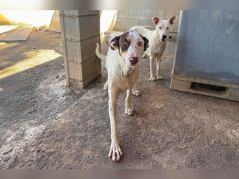 Sabao ein wundervoller Kumpel