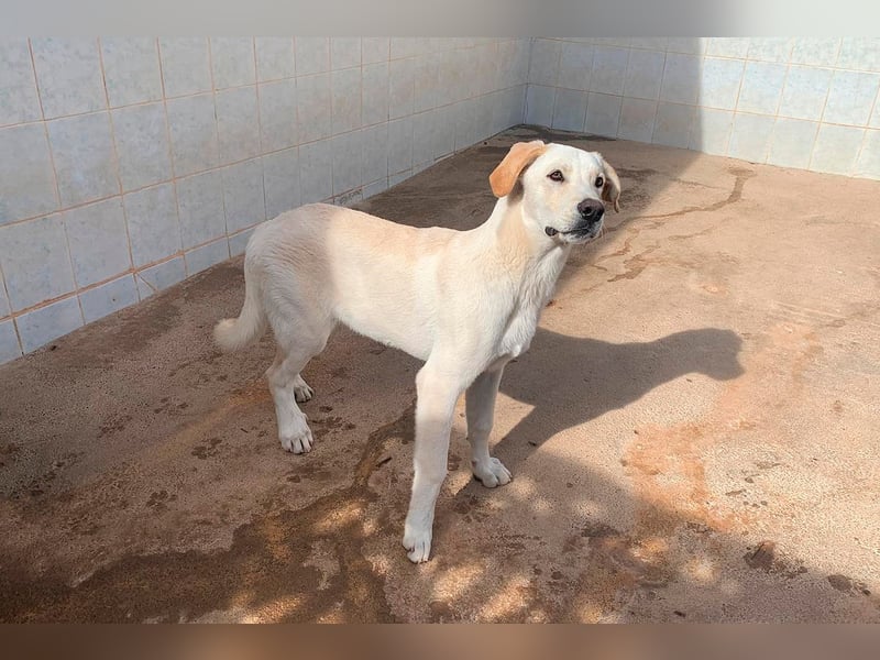 Taray - Junghund sucht sein Körbchen