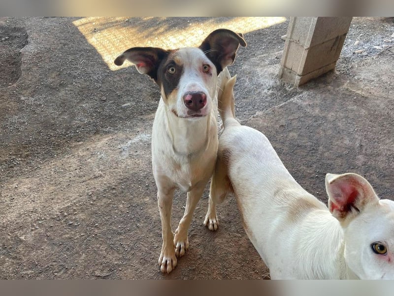 Sabao ein wundervoller Kumpel