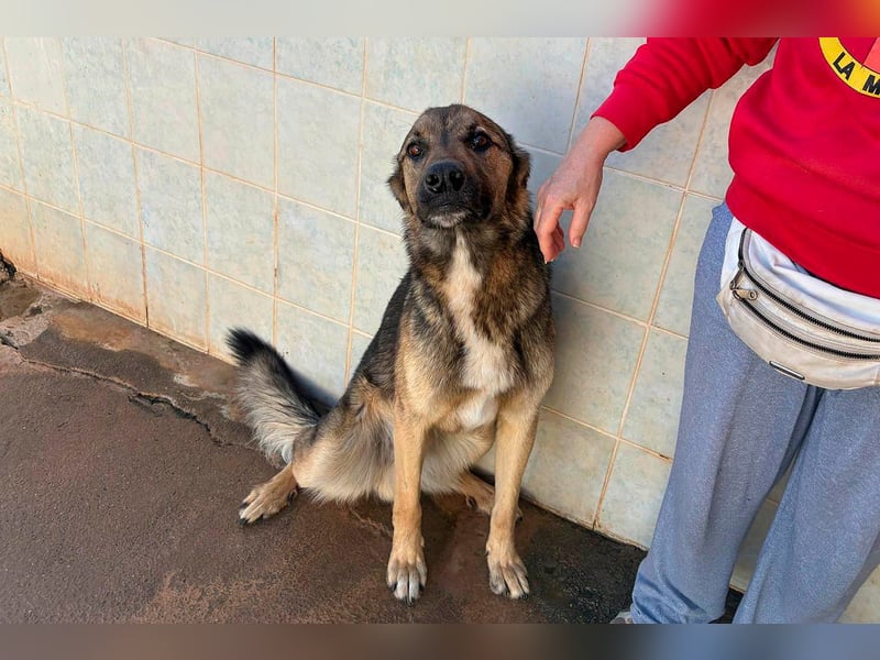 Goku - Volltreffer ins Herz